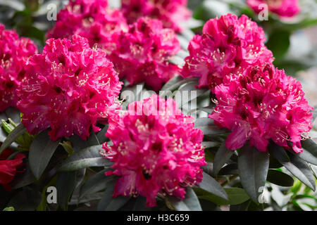 Rhododendron rosa rote Blüten im Sonnenlicht Stockfoto