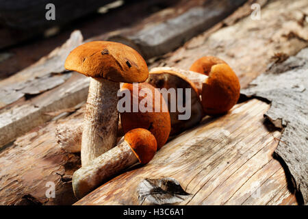 schöne frische Pilze Closeup, Ernte aus dem Wald Stockfoto