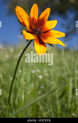 gelbe Blume auf Rasen und Himmelshintergrund, schließen-ap Stockfoto