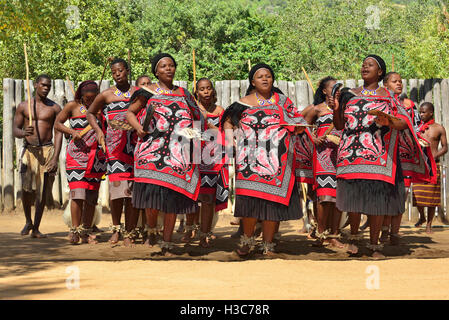 Swazi traditionelle Truppe singen und tanzen im Mantenga Swazi Kulturdorf (Ligugu Lemaswati) Ezulwini Valley, Eswatini (früher Swasiland) Stockfoto