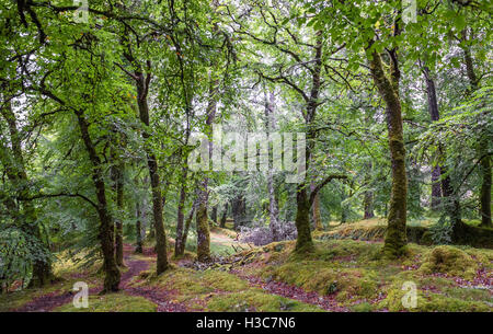 Moos bedeckt Laub Eiche und Buche Wald, North West schottischen Highlands. Stockfoto