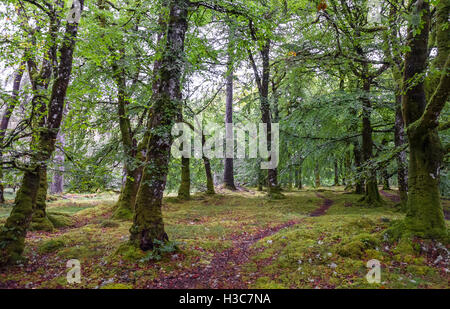 Moos bedeckt Laub Eiche und Buche Wald, North West schottischen Highlands. Stockfoto