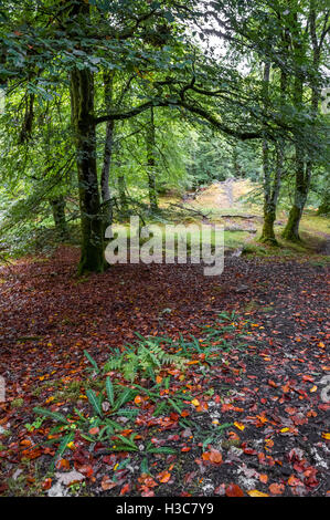 Moos bedeckt Laub Eiche und Buche Wald, North West schottischen Highlands. Stockfoto