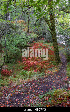 Moos bedeckt Laub Eiche und Buche Wald, North West schottischen Highlands. Stockfoto