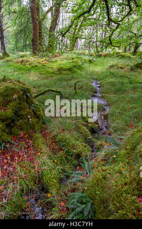 Moos bedeckt Laub Eiche und Buche Wald, North West schottischen Highlands. Stockfoto