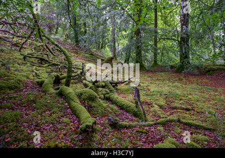 Moos bedeckt Laub Eiche und Buche Wald, North West schottischen Highlands. Stockfoto