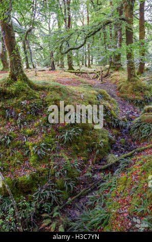 Moos bedeckt Laub Eiche und Buche Wald, North West schottischen Highlands. Stockfoto