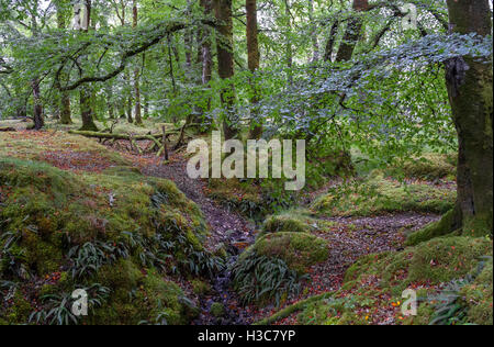 Moos bedeckt Laub Eiche und Buche Wald, North West schottischen Highlands. Stockfoto