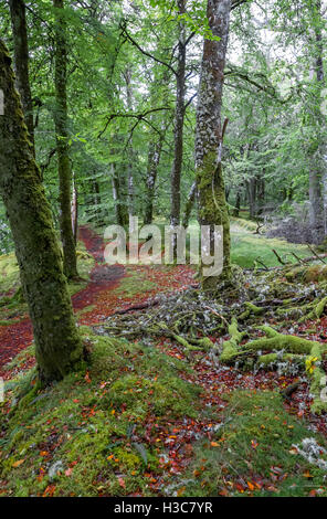 Moos bedeckt Laub Eiche und Buche Wald, North West schottischen Highlands. Stockfoto