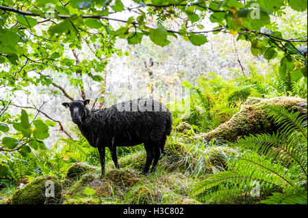 Black Welsh Mountain weibliche Schafe in einer schottischen Wald Lichtung. Stockfoto