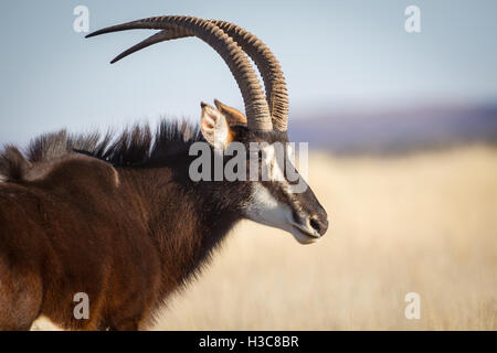 Porträt einer schönen männlichen Rappenantilope in Südafrika, in den Mokala Game Reserve, Hintergrund Grasebene erfasst. Stockfoto