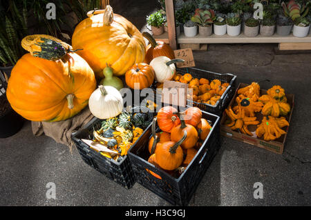 Eine Vielzahl von dekorativen Kürbisse zum Verkauf vor Halloween Stockfoto