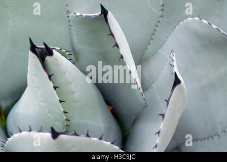 Parrys blaue Agave Agave Pflanze closeup Stockfoto