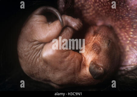 Beutelteufel (Sarcophilus harrisii), unbehaarte Jungen im Beutel zu Sauger befestigt. Tasmanien, Australien Stockfoto