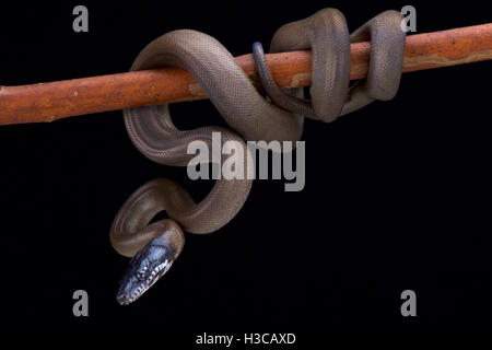 Weißlippen Python, Bothrochilus Albertissi, Sorong Island, Indonesien Stockfoto