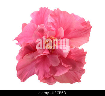 Rosa Hibiskus Rosa Sinensis doppelt isoliert auf weiss Stockfoto