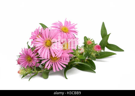 New York-Aster (Symphyotrichum Novi-Belgii) isoliert auf weiss Stockfoto