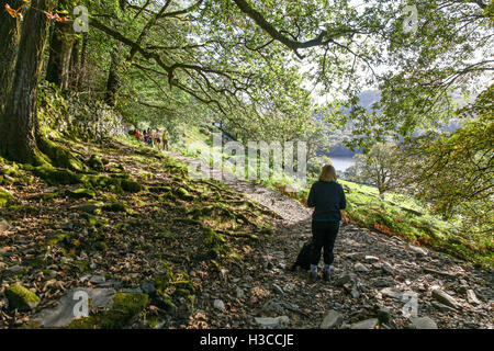 Eine Frau und eine Gruppe von Menschen zu Fuß durch den Wald im Herbst in der Nähe von Grasmere See englischen Lake District Cumbria England UK Stockfoto