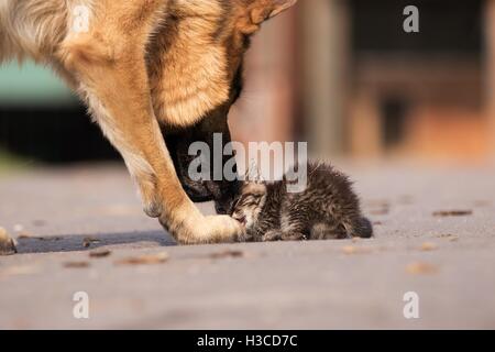 Deutscher Schäferhund kümmert sich um junge kleine Katze Stockfoto