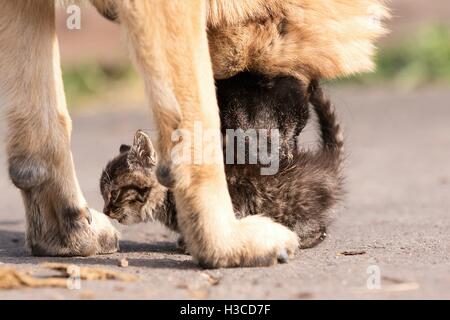 Deutscher Schäferhund kümmert sich um junge kleine Katze Stockfoto