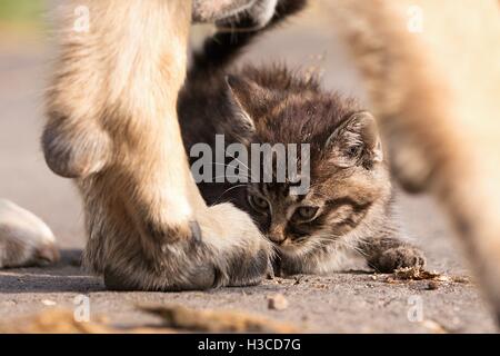 Deutscher Schäferhund kümmert sich um junge kleine Katze Stockfoto