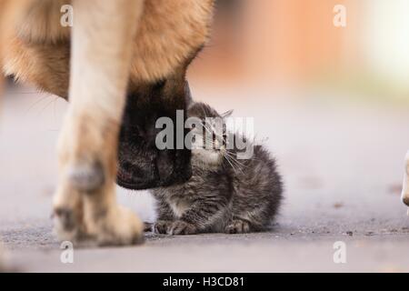 Deutscher Schäferhund kümmert sich um junge kleine Katze Stockfoto