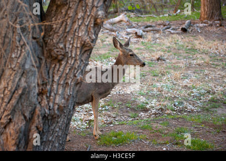 Reh im Zion Nationalpark, Utah, USA Stockfoto