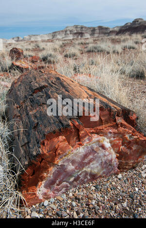 Versteinertes Holz im Petrified Forest National Park, Arizona, USA Stockfoto