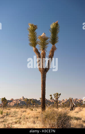 Joshua Baum (Yucca Brevifolia) wächst in Joshua Tree Nationalpark, Kalifornien, USA Stockfoto