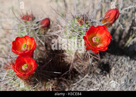 Claretcup Kaktus (Echinocereus Triglochidiatus) Stockfoto