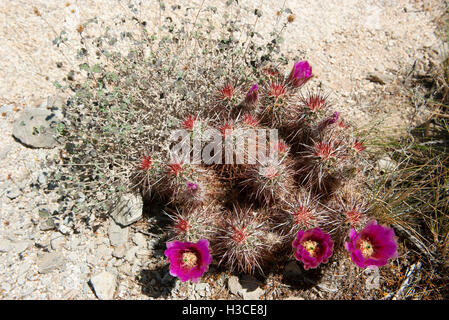 Blühende Igel Kaktus (Echinocereus Engelmannii) Stockfoto
