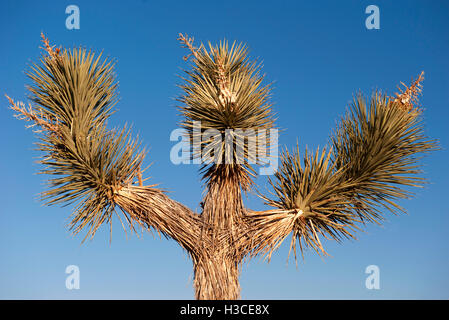 Joshua Tree (Yucca Brevifolia) gegen blauen Himmel Stockfoto