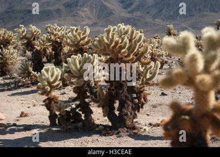 Cholla Kaktus wächst in Joshua Tree Nationalpark, Kalifornien, USA Stockfoto