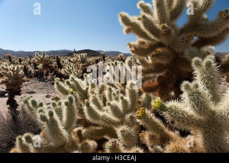 Cholla Kaktus wächst in Joshua Tree Nationalpark, Kalifornien, USA Stockfoto