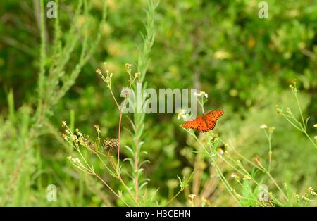 Schöne Gulf Fritillary Schmetterling ruht auf einer wilden Blume. Stockfoto