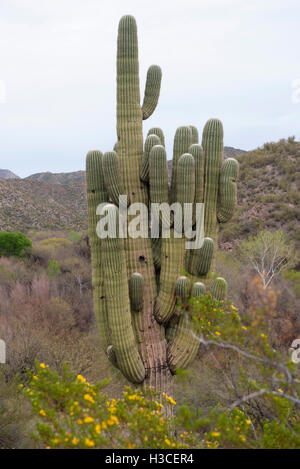Saguaro-Kaktus wächst in der Wüste Stockfoto