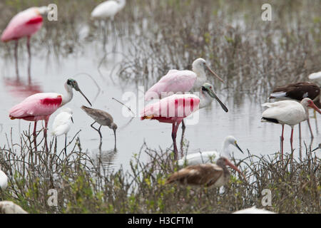 Rosige Löffler, Platalea Ajaja, Fütterung mit Snowy Reiher und Ibis an einem See in Texas Stockfoto