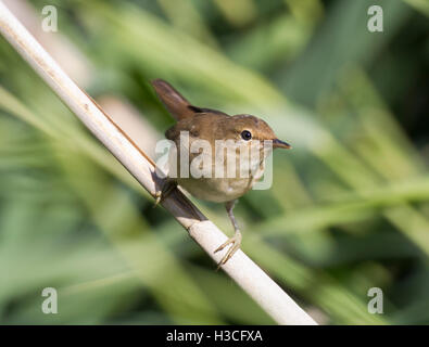 Reed Warbler (Acrocephal Scirpaceus) im Schilf, Herbst, Wales Stockfoto