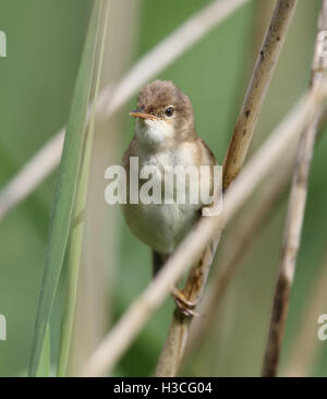 Reed Warbler (Acrocephalus Scirpaceus) im Röhricht, Wales Stockfoto