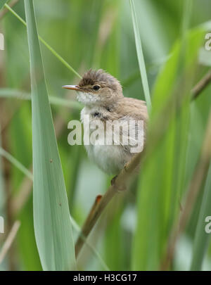 Reed Warbler (Acrocephalus Scirpaceus) im Röhricht, Wales Stockfoto