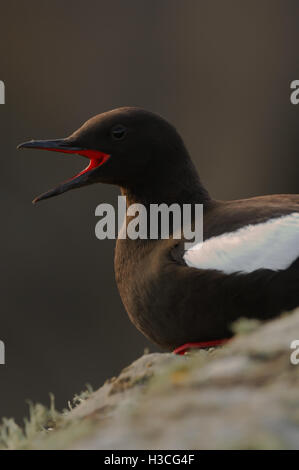 Black Guillemot Cepphus Grylle Aufruf zu Paaren, Shetland-Inseln, August Stockfoto