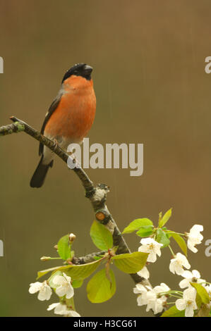 Gimpel Pyrrhula Pyrrhula thront auf Apfelblüte Ast Regendusche, Devon, April Stockfoto