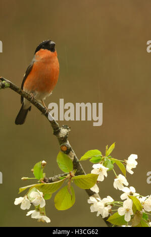 Gimpel Pyrrhula Pyrrhula thront auf Apfelblüte Ast Regendusche, Devon, April Stockfoto