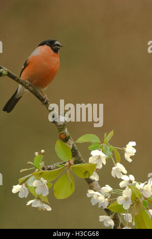 Gimpel Pyrrhula Pyrrhula thront auf Apfelblüte Zweig Blick in die Kamera, Devon, April Stockfoto