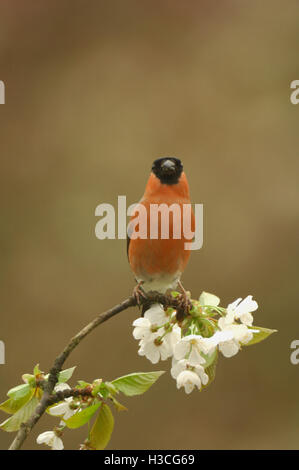 Gimpel Pyrrhula Pyrrhula thront auf Apfelblüte Zweig Blick in die Kamera, Devon, April Stockfoto