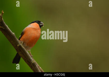 Gimpel Pyrrhula Pyrrhula thront auf Apfelblüte Zweig, Devon, April Stockfoto