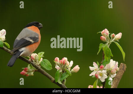 Gimpel Pyrrhula Pyrrhula thront auf Apfelblüte Zweig, Devon, April Stockfoto