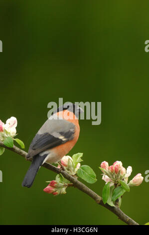 Gimpel Pyrrhula Pyrrhula thront auf Apfelblüte Zweig, Devon, April Stockfoto