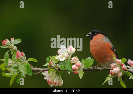 Gimpel Pyrrhula Pyrrhula thront auf Apfelblüte Zweig, Devon, April Stockfoto