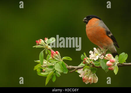 Gimpel Pyrrhula Pyrrhula thront auf Apfelblüte Zweig, Devon, April Stockfoto